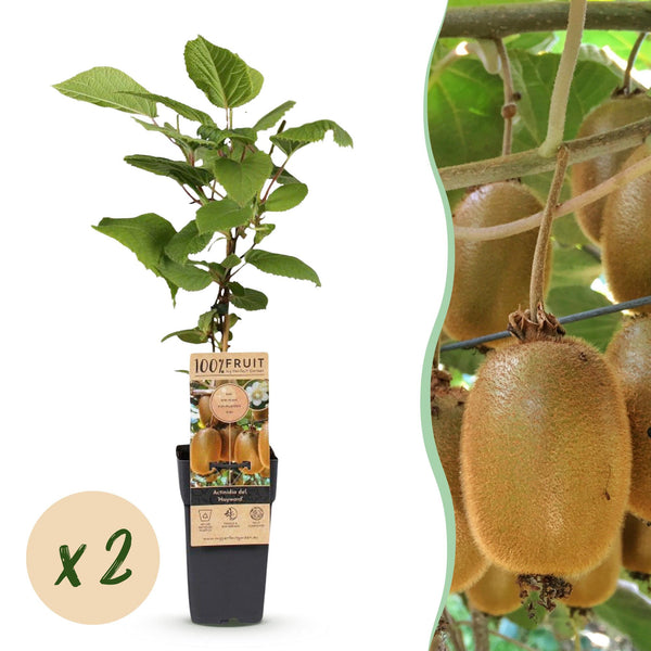 Kiwiplant - Actinidia deliciosa Hayward - Ø15cm - ↕50cm