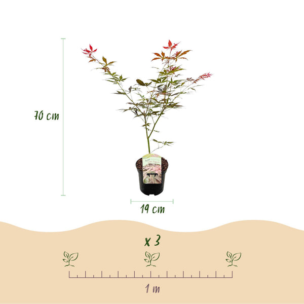 Japanse Esdoorn - Acer palmatum Sumi-nagashi - Rood - Ø19cm - ↕70cm