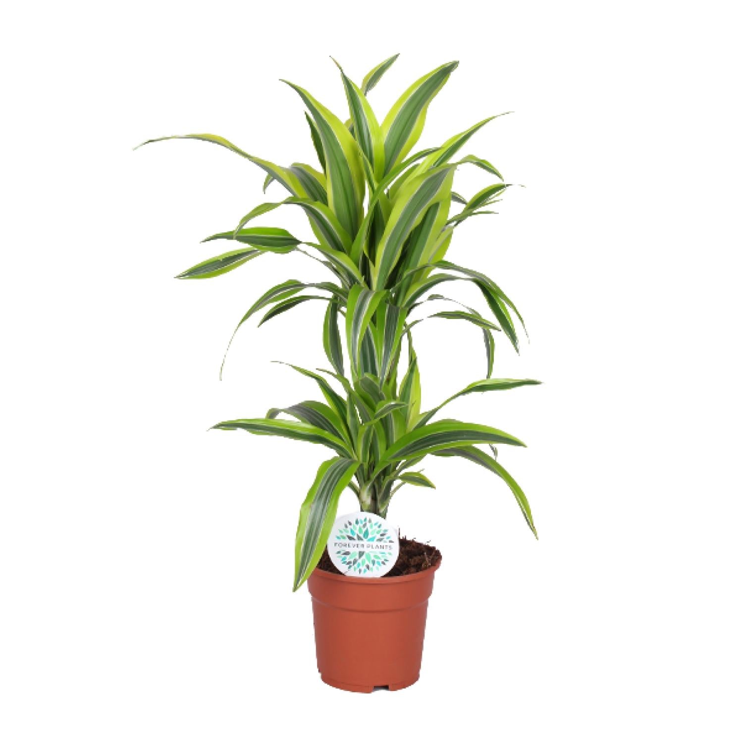 Drakenbloedboom - Dracaena Lemon Lime - Ø17cm - ↕65cm