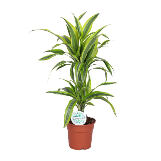 Drakenbloedboom - Dracaena Lemon Lime - Ø17cm - ↕65cm