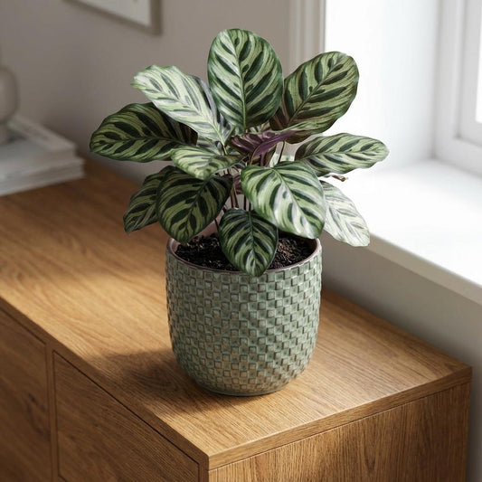 Pot Mini relief - groen - Ø7cm