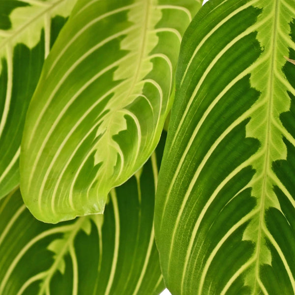 Gebedsplant - Maranta Fascinator Lemon Lime - Ø12cm - ↕25cm
