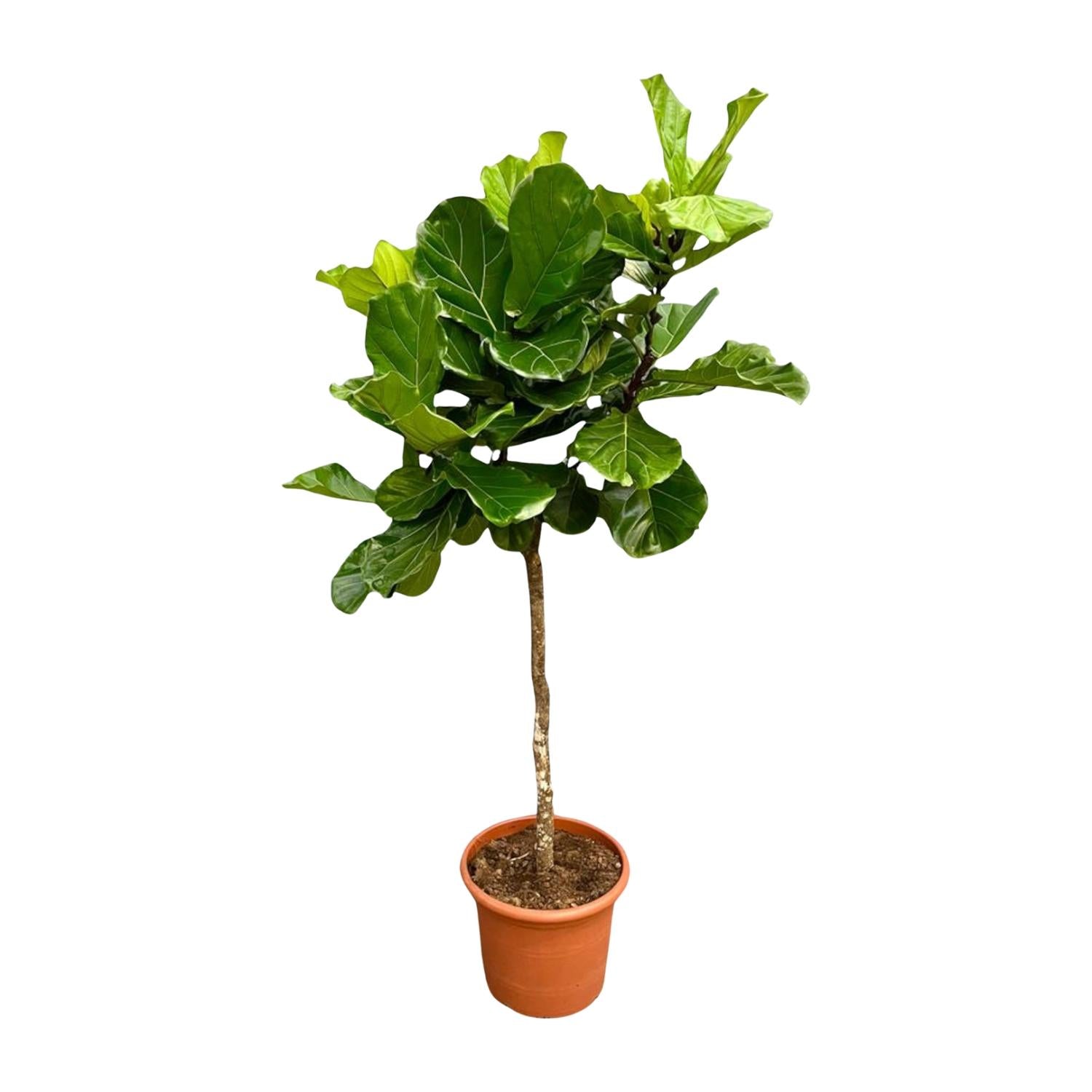 Vioolbladplant - Ficus lyrata - Ø40cm - ↕200cm