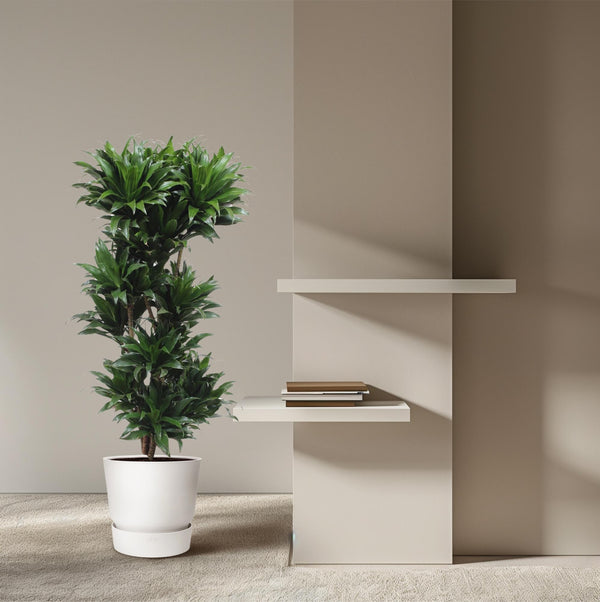 Drakenbloedboom - Dracaena Compacta - Ø30cm - ↕140cm