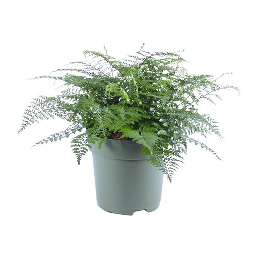 Tongvaren - Asplenium Parvati - Ø27cm - ↕50cm