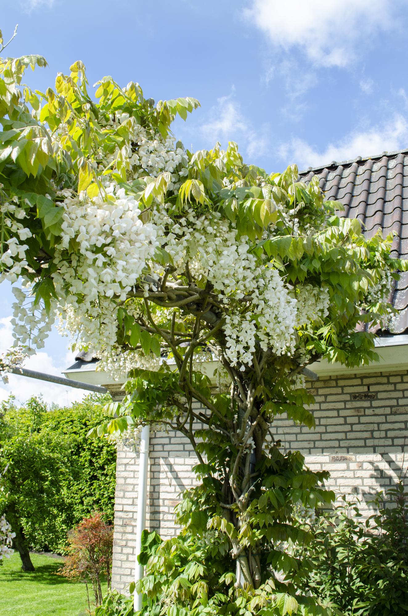 Blauwe regen - Wisteria floribunda alba - Ø15cm - ↕65cm