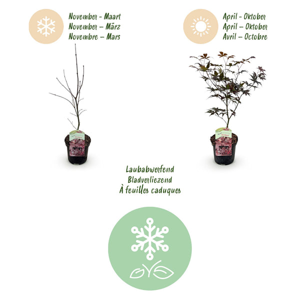 Japanse Esdoorn - Acer palmatum Bloodgood - Rood - Ø19cm - ↕70cm