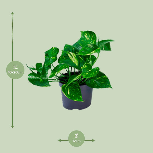 Pothos - Epipremnum aureum - Ø12cm - ↕20cm