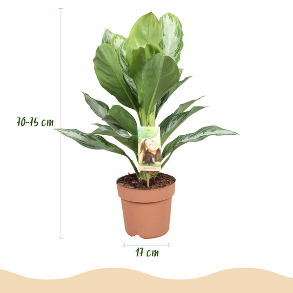 Zilverblad - Aglaonema Silver Bay - Ø17cm - ↕70-75cm