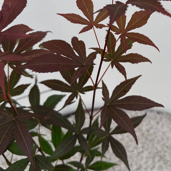 Japanse Esdoorn - Acer palmatum Atropurpureum - paars - Ø12cm - ↕35cm
