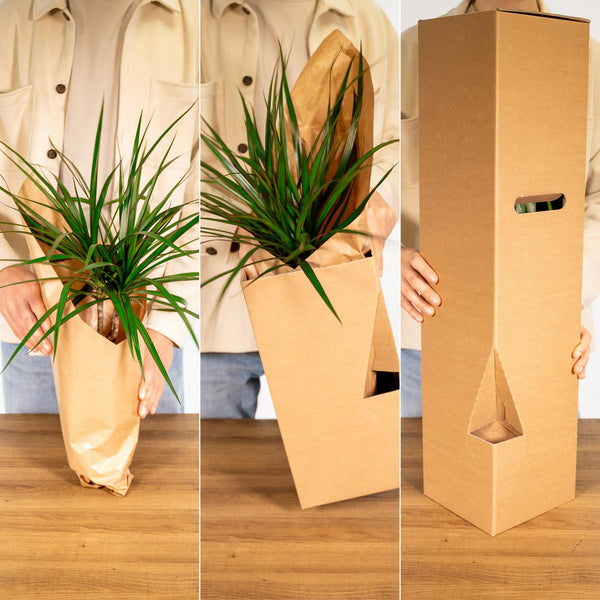Flamingoplant - Anthurium Red - Ø17cm - ↕55cm