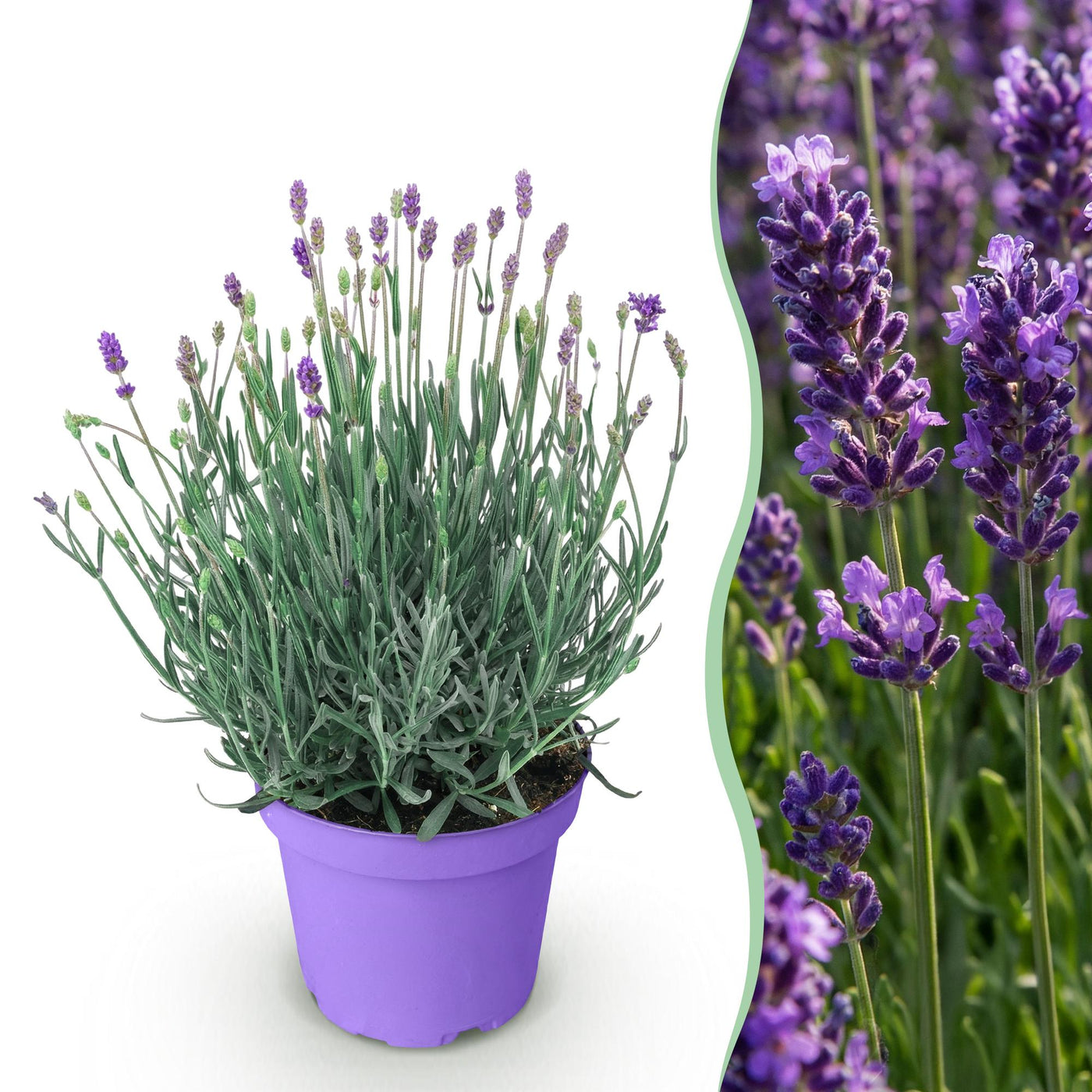 Lavendel - Lavandula angustifolia Munstead - paars - Ø12cm - ↕15-25cm