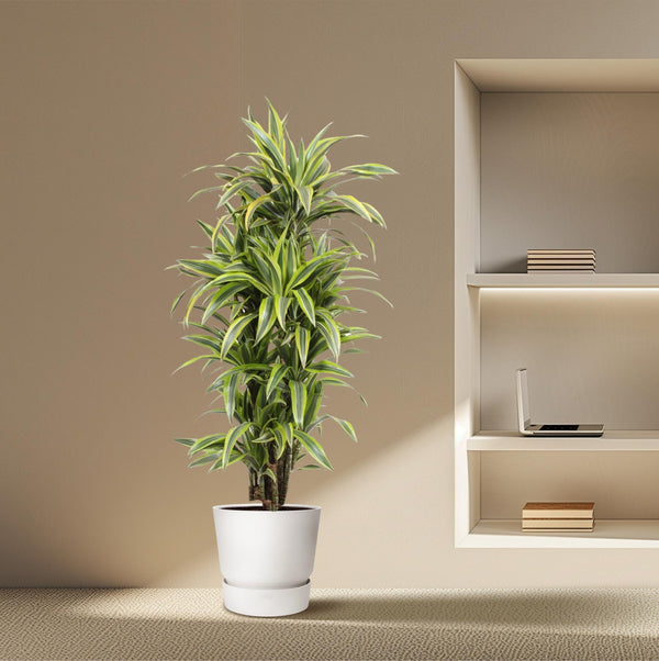 Drakenbloedboom - Dracaena Lemon Lime - Ø30cm - ↕150cm
