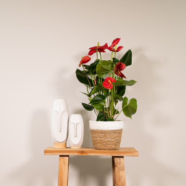 Flamingoplant - Anthurium Red - Ø17cm - ↕55cm