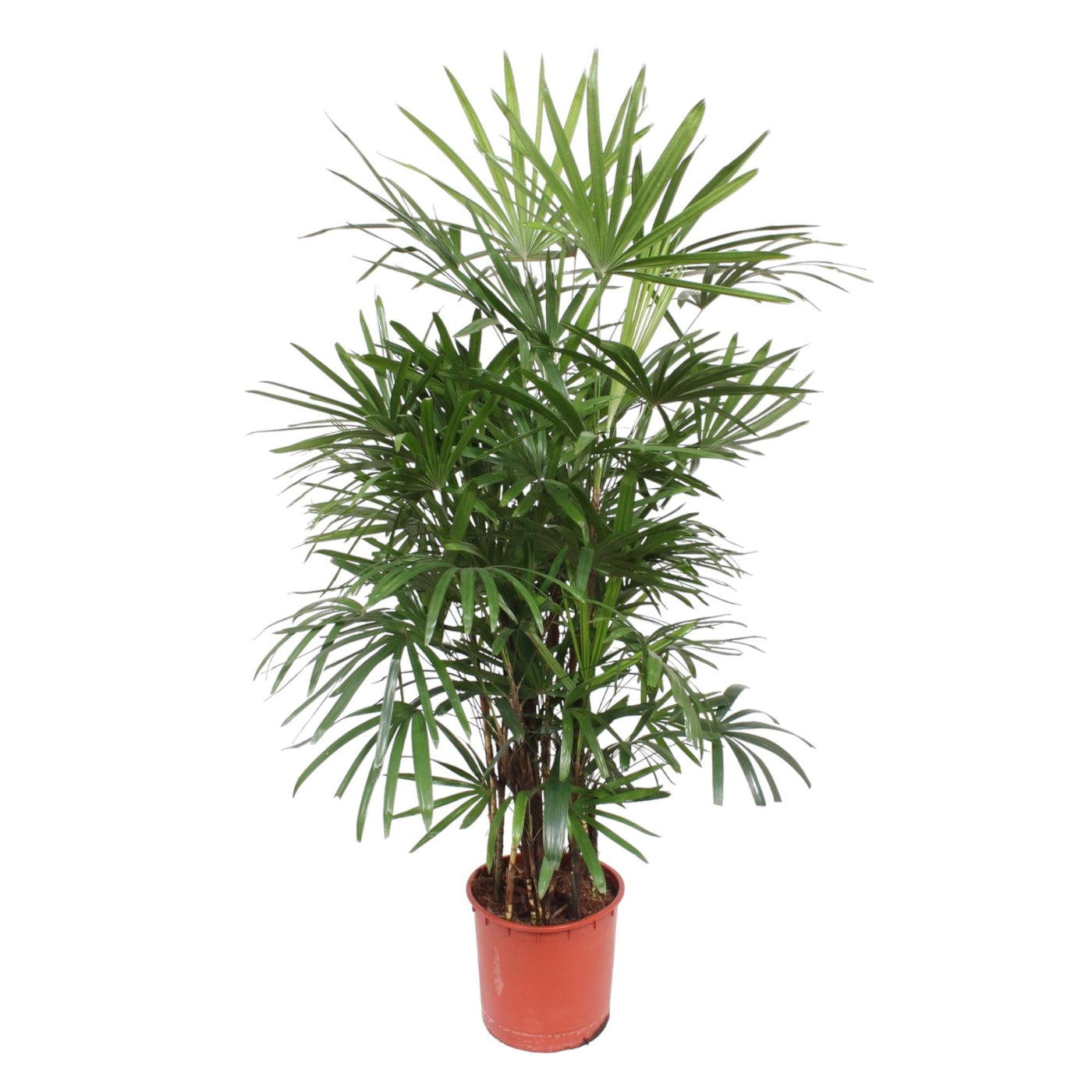 Rijststrootpalm - Rhapis excelsa - ↕190cm