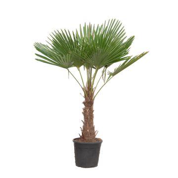 Chinese waaierpalm - Trachycarpus Fortuneii - ↕220cm