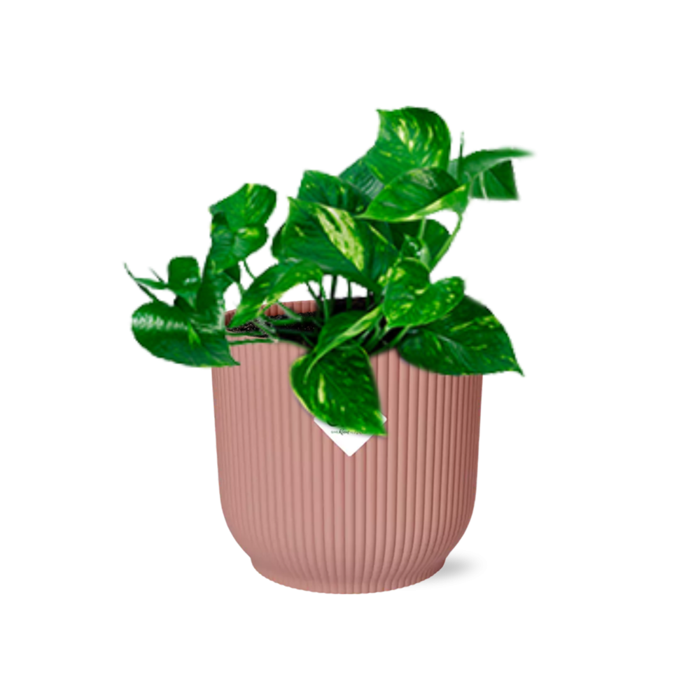 Pothos - Epipremnum pinnatum - incl. Elho Vibes Fold Roze - ↕14cm
