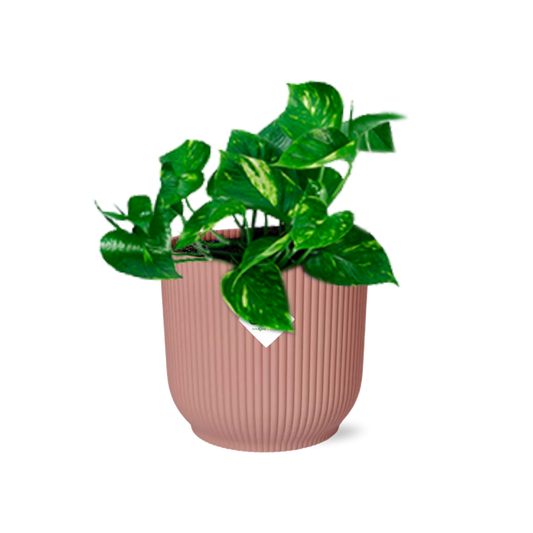 Pothos - Epipremnum pinnatum - incl. Elho Vibes Fold Roze - ↕14cm