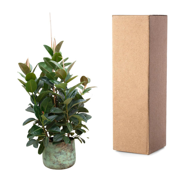 Vijgenboom - Ficus Robusta vertakt - Ø38cm - ↕150cm