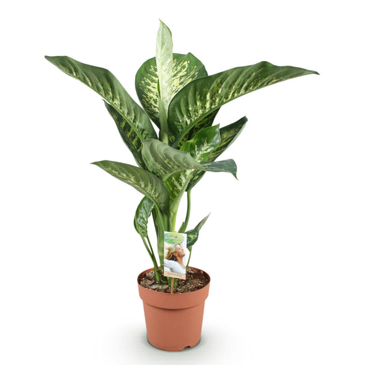 Dieffenbachia - Dieffenbachia Tropic Snow - Ø21cm - ↕90-100cm