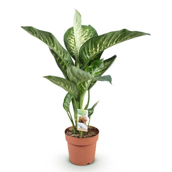 Dieffenbachia - Dieffenbachia Tropic Snow - Ø21cm - ↕90-100cm