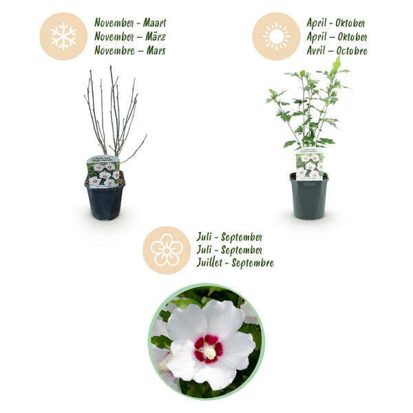 Hibiscus - Hibiscus syriacus 'Red Heart' - wit met rood hart - Ø17cm - ↕45cm
