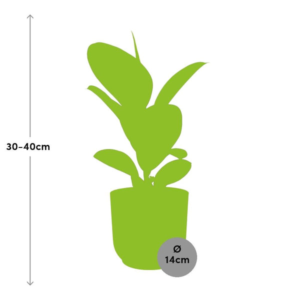 Rubberboom - Ficus elastica ‘Robusta’ - incl. Elho Vibes Fold Roze - ↕14cm