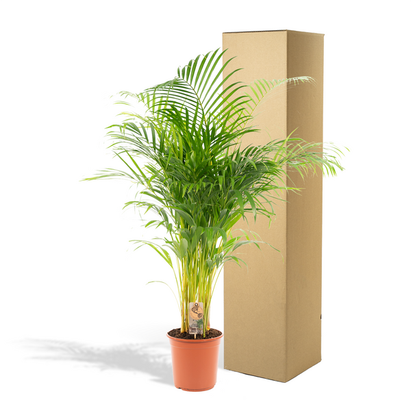 Arecapalm - Areca palm - Ø21cm - ↕130cm