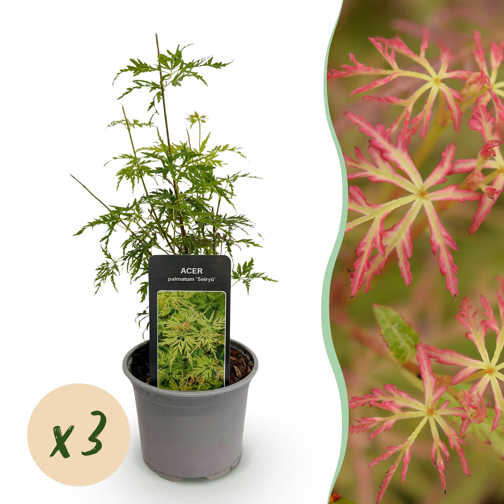 3x Japanse Esdoorn - Acer palmatum Seiryu - Ø12cm - ↕35cm