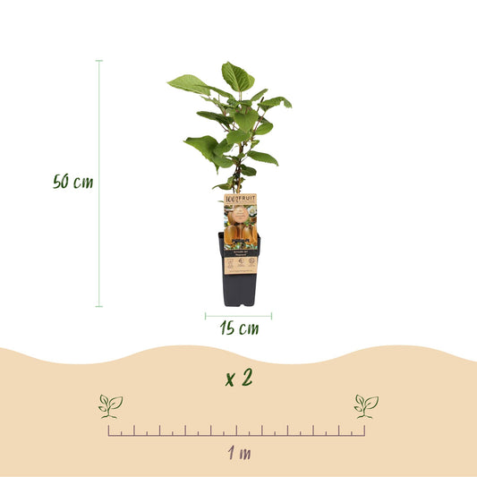 Kiwiplant - Actinidia Weiki & Hayward - Ø15cm - ↕50cm