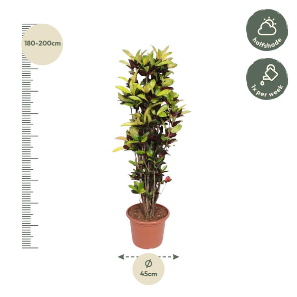 Croton - Codiaeum Iceton - Ø45cm - ↕190cm