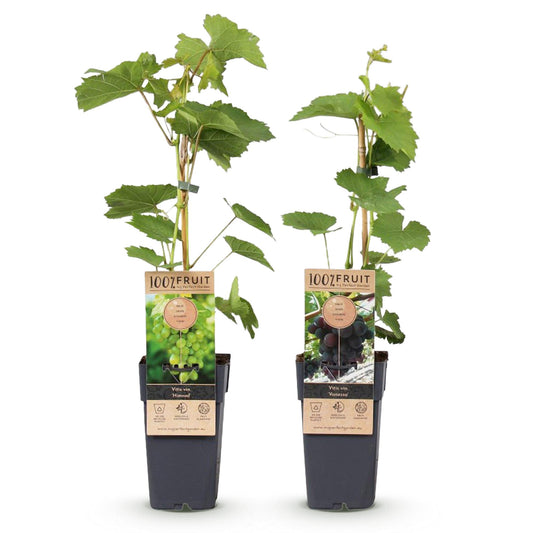 Druif - Vitis vinifera Vanessa - Ø15cm - ↕50cm