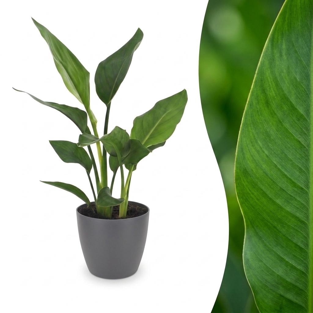 Paradijsvogelplant - Strelitzia Reginea - incl. Elho Potter - grijs - Ø12cm - ↕35cm