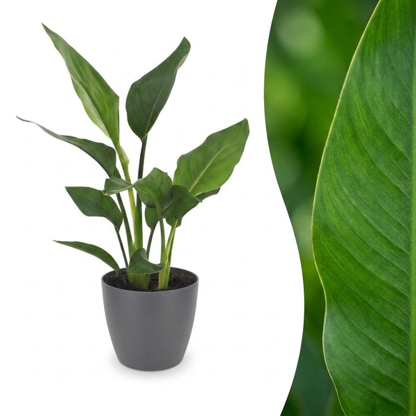 Paradijsvogelplant - Strelitzia Reginea - incl. Elho Potter - grijs - Ø12cm - ↕35cm
