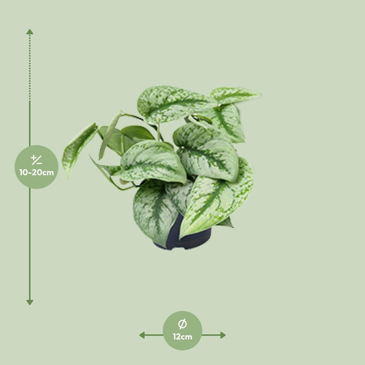 Satijnpothos - Scindapsus pictus 'Trebie' - Ø15cm - ↕25cm