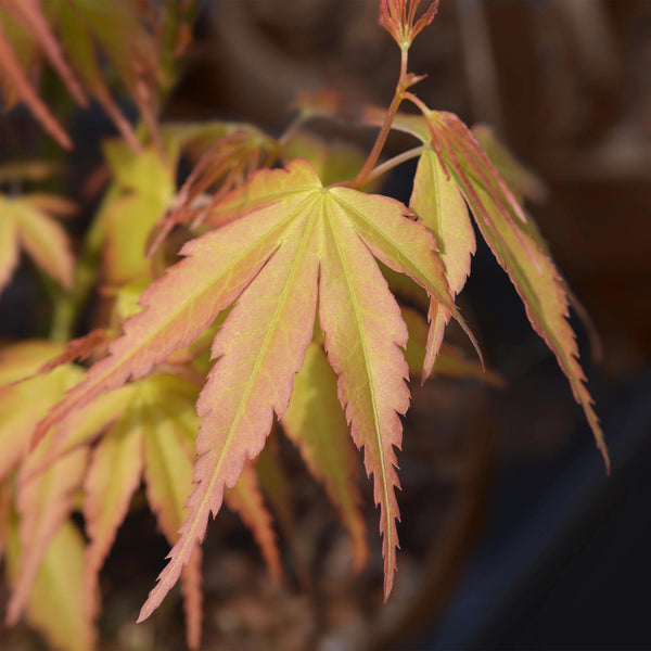 Japanse Esdoorn - Acer palmatum Katsura - Oranje - Ø12cm - ↕35cm