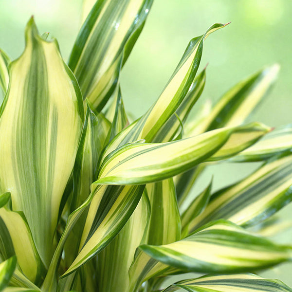 Drakenbloedboom - Dracaena fragrans Diamond Dream - Ø17cm - ↕50-55cm
