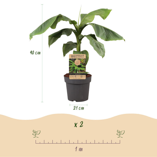 Bananenplant - Musa basjoo - Ø21cm - ↕70-90cm