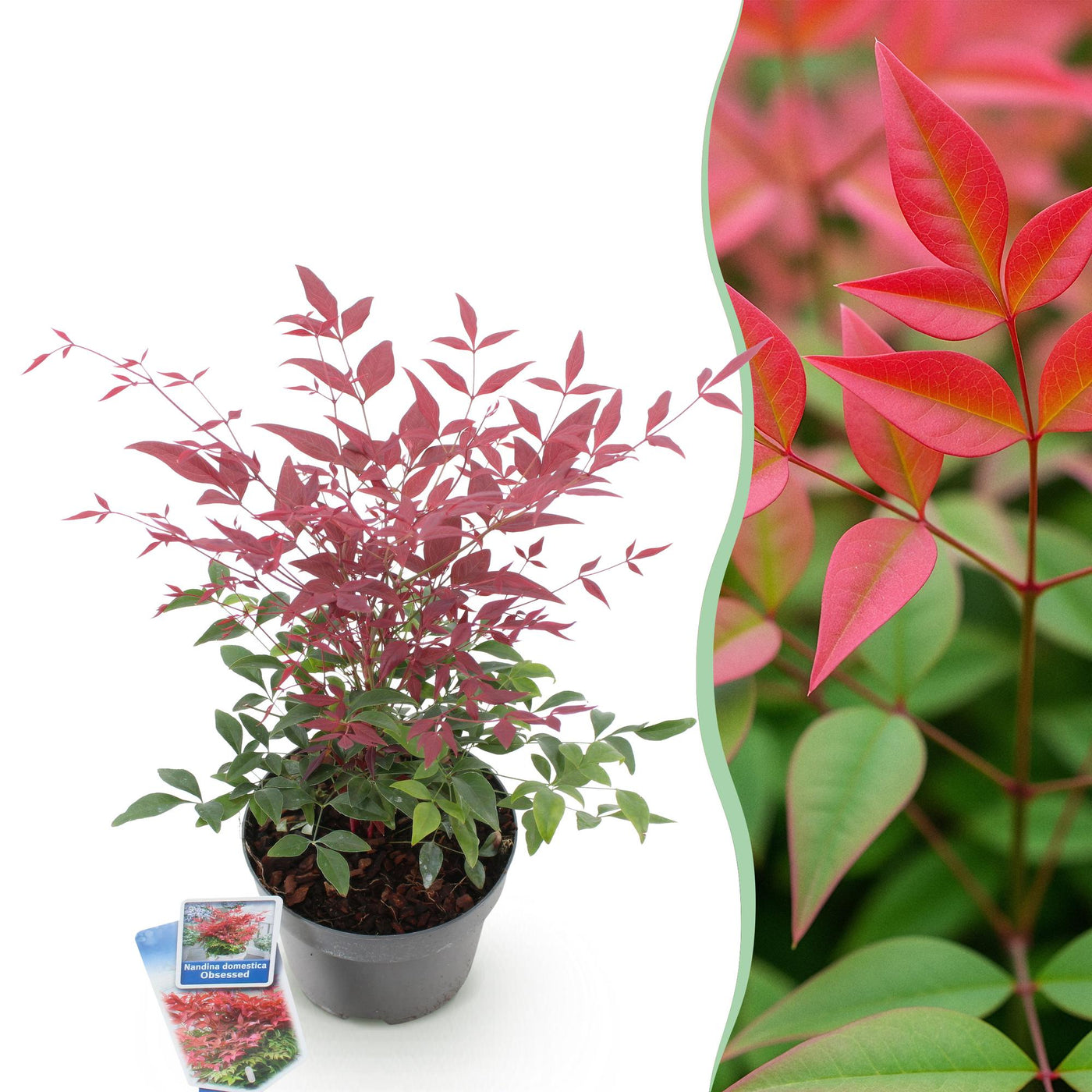 Hemelse bamboe - Nandina Obsessed - rood - Ø17cm - ↕45cm