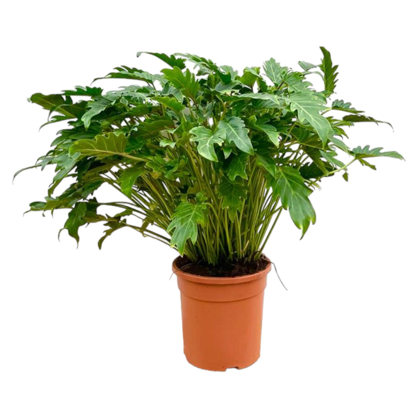 Philodendron Xanadu - ↕100cm