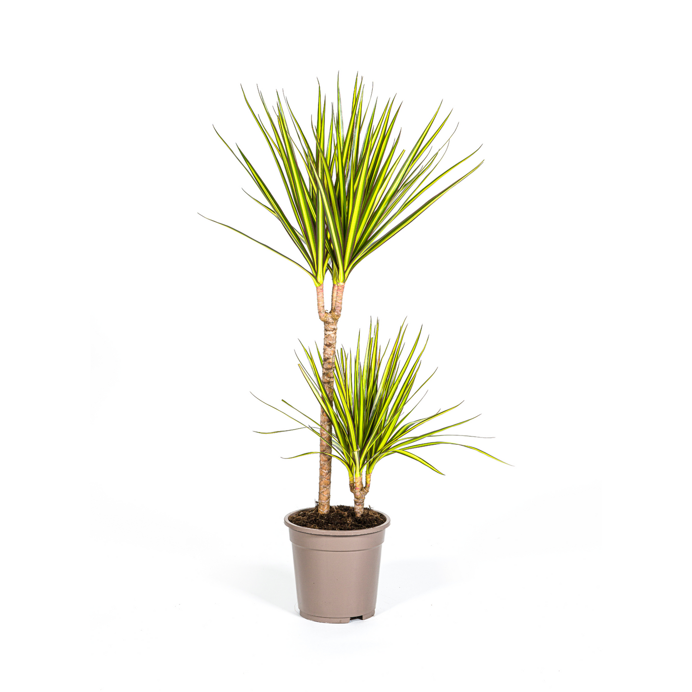 Drakenbloedboom - Dracaena marginata 'Sunray' - Ø19cm - ↕90cm