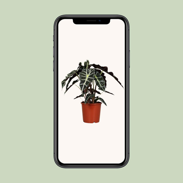 Olifantsoor - Alocasia Polly - Ø17cm - ↕45cm