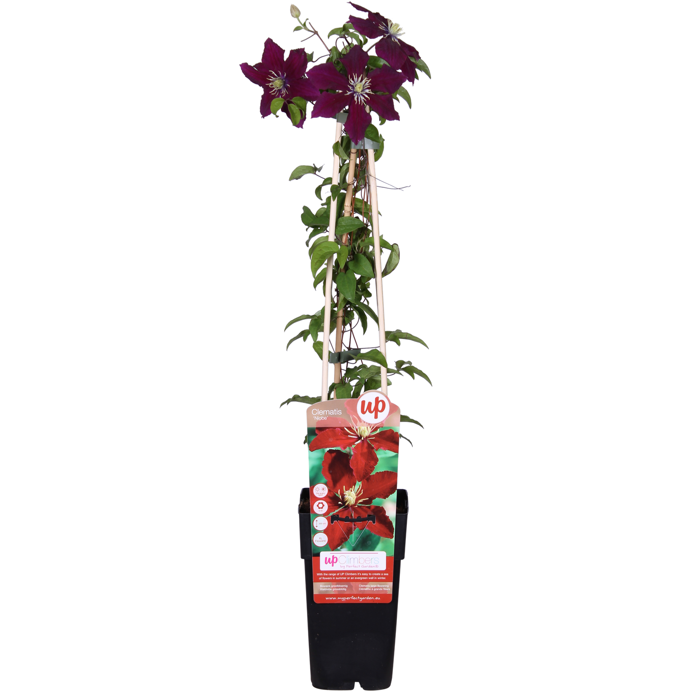 Bosrank - Clematis Niobe - Ø15cm - ↕65cm