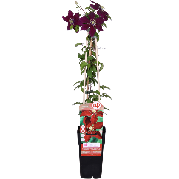 Bosrank - Clematis Niobe - Ø15cm - ↕65cm