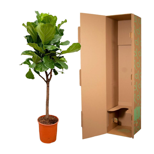 Vioolbladplant - Ficus lyrata - Ø30cm - ↕180cm