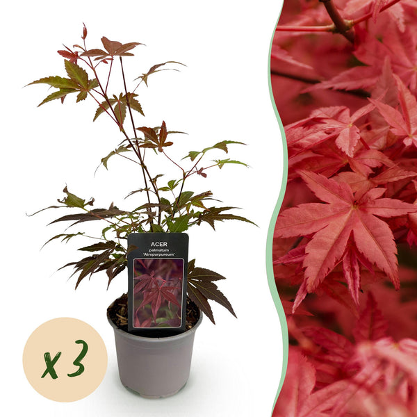 Japanse Esdoorn - Acer palmatum Atropurpureum - paars - Ø12cm - ↕35cm