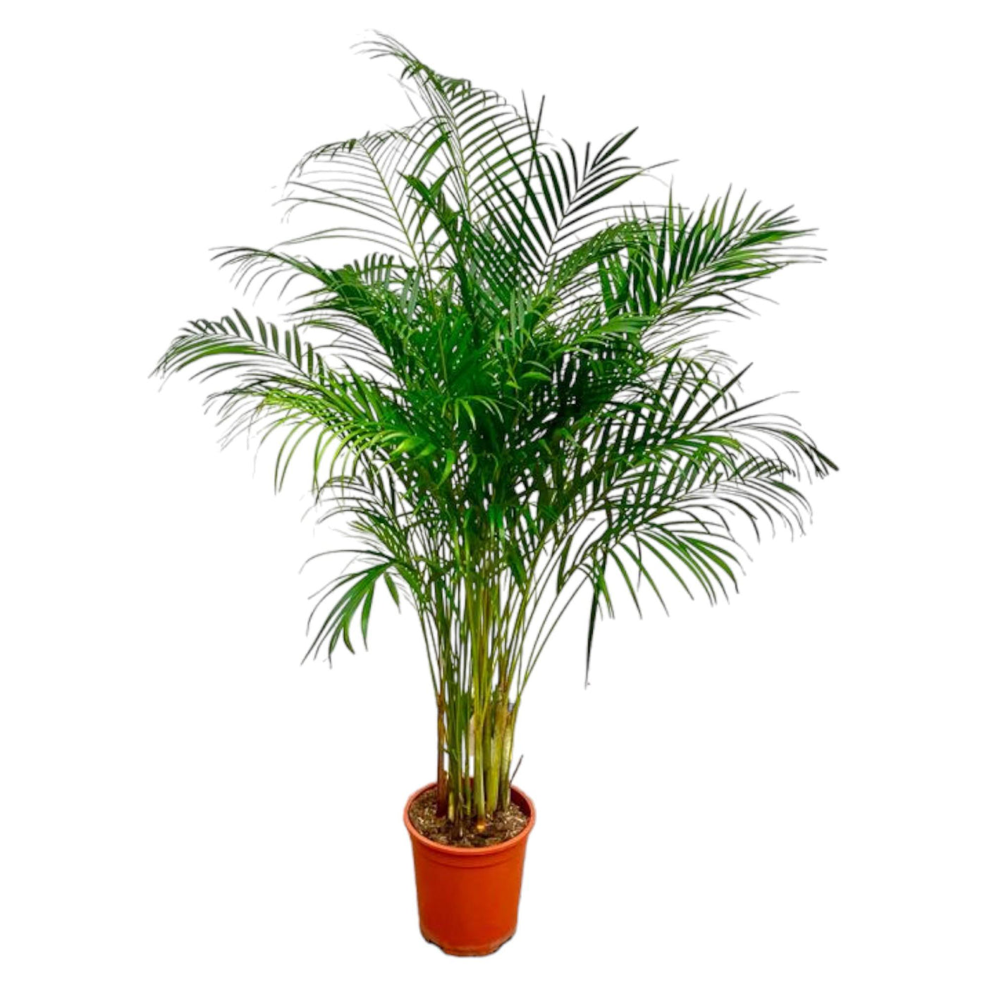 Arecapalm - Dypsis lutescens - Ø27cm - ↕160cm