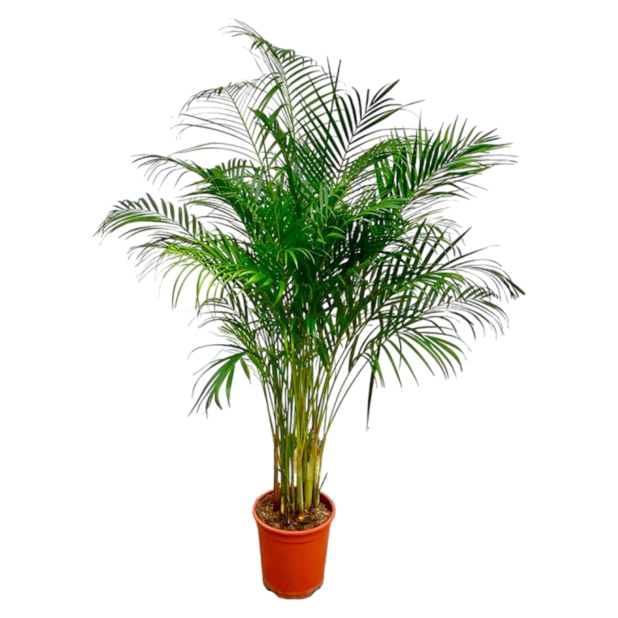 Arecapalm - Dypsis lutescens - Ø27cm - ↕160cm