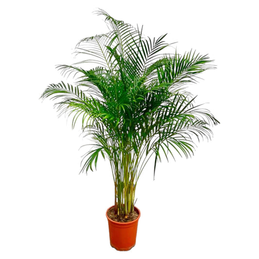 Arecapalm - Dypsis lutescens - Ø27cm - ↕160cm