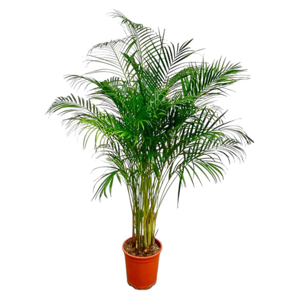 Arecapalm - Dypsis lutescens - Ø27cm - ↕160cm